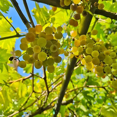 Tatil Evi Place Veli Dvor - With Private Garden In Old Town Punat