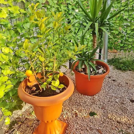 Place Veli Dvor - With Private Garden In Old Town בית נופש
